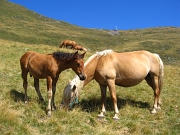 Passo Tartano e Laghi di Porcile il 18 agosto 2012 - FOTOGALLERY